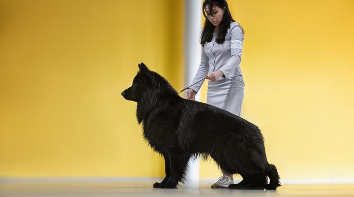 Немецкая овчарка Ката-Риос Екстази