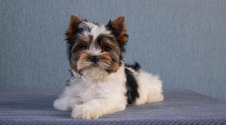 Щенки Бивера литера Н