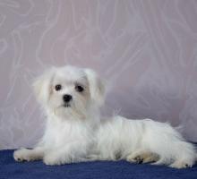 Щенки Мальтезе. Девочка 1