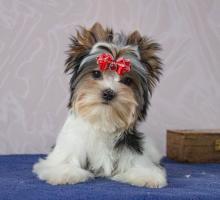 Щенки Бивера. Девочка