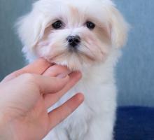 Щенки Мальте. Девочка 2