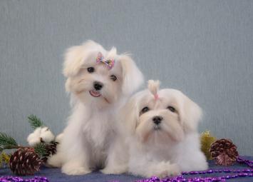 Шикарные щенки Мальтезе есть в питомнике