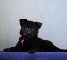 Девочка чёрная стандарт шерсть