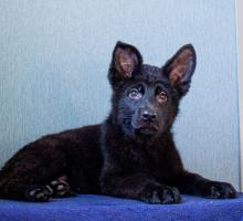 Мальчик 2. Чёрный стандарт шерсть