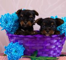 Йоркширский терьер щенки. Цветной йорк. Девочки