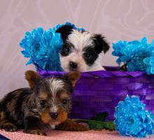 Щенки йоркширского терьера. Цветной йорк. Мальчики