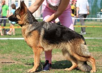 Всепородная выставка собак Саратов