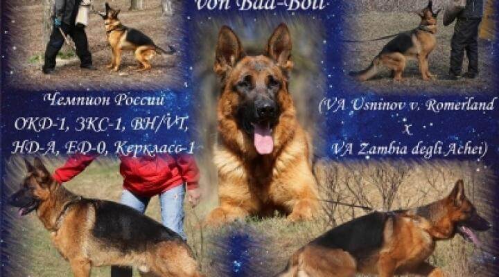 Немецкая овчарка. Литера В. Ката-Риос Звенислава - Liam v Bad-Boll