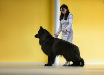 Экстази Лучшая дш немецкая овчарка выставка г. Старый Оскол